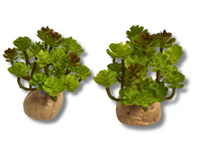 Cargar imagen en el visor de la galería, Planta Sedum de decoración para terrarios - ReptilHábitat