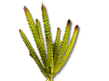 Cargar imagen en el visor de la galería, Planta Huernia de decoración para terrarios - ReptilHábitat