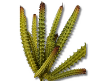 Cargar imagen en el visor de la galería, Planta Huernia de decoración para terrarios - ReptilHábitat