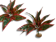 Cargar imagen en el visor de la galería, Planta Amaranto de decoración para terrarios - ReptilHábitat