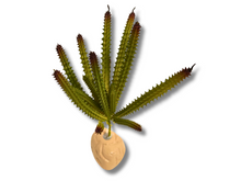 Cargar imagen en el visor de la galería, Planta Huernia de decoración para terrarios - ReptilHábitat