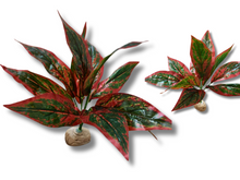 Cargar imagen en el visor de la galería, Planta Amaranto de decoración para terrarios - ReptilHábitat