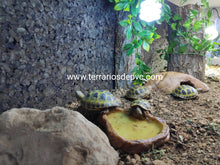 Cargar imagen en el visor de la galería, Plantas - Varios tipos y tamaños (6748943024327)