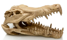 Cargar imagen en el visor de la galería, Cráneo Cocodrilo