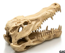 Cargar imagen en el visor de la galería, Cráneo Cocodrilo