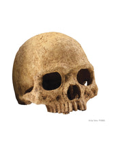 Cargar imagen en el visor de la galería, Cráneo de Primate Exo-Terra