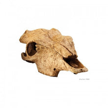 Cargar imagen en el visor de la galería, Cráneo de Bufalo Exo-Terra (6748941910215)
