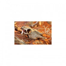 Cargar imagen en el visor de la galería, Cráneo de Bufalo Exo-Terra (6748941910215)