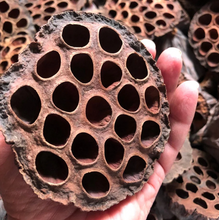 Cargar imagen en el visor de la galería, Vainas de Loto
