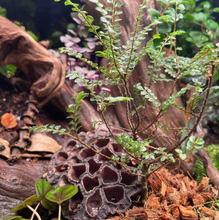 Cargar imagen en el visor de la galería, Vainas de Loto
