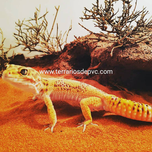 Kit Completo para Geckos (6764959137991)