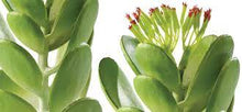 Cargar imagen en el visor de la galería, Cactus Jade - Planta desértica Exo Terra

