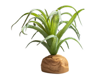 Cargar imagen en el visor de la galería, Planta Tillandsia de decoración para terrarios - ReptilHábitat
