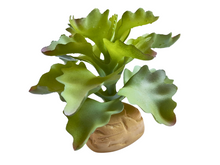 Cargar imagen en el visor de la galería, Planta Kalanchoe de decoración para terrarios - ReptilHábitat
