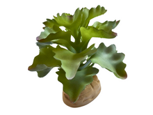 Cargar imagen en el visor de la galería, Planta Kalanchoe de decoración para terrarios - ReptilHábitat
