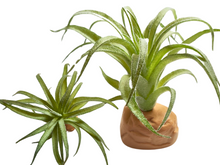 Cargar imagen en el visor de la galería, Planta Tillandsia de decoración para terrarios - ReptilHábitat
