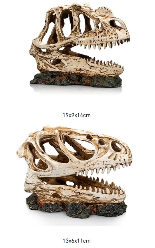 Cráneo DINOSAURIO T-Rex