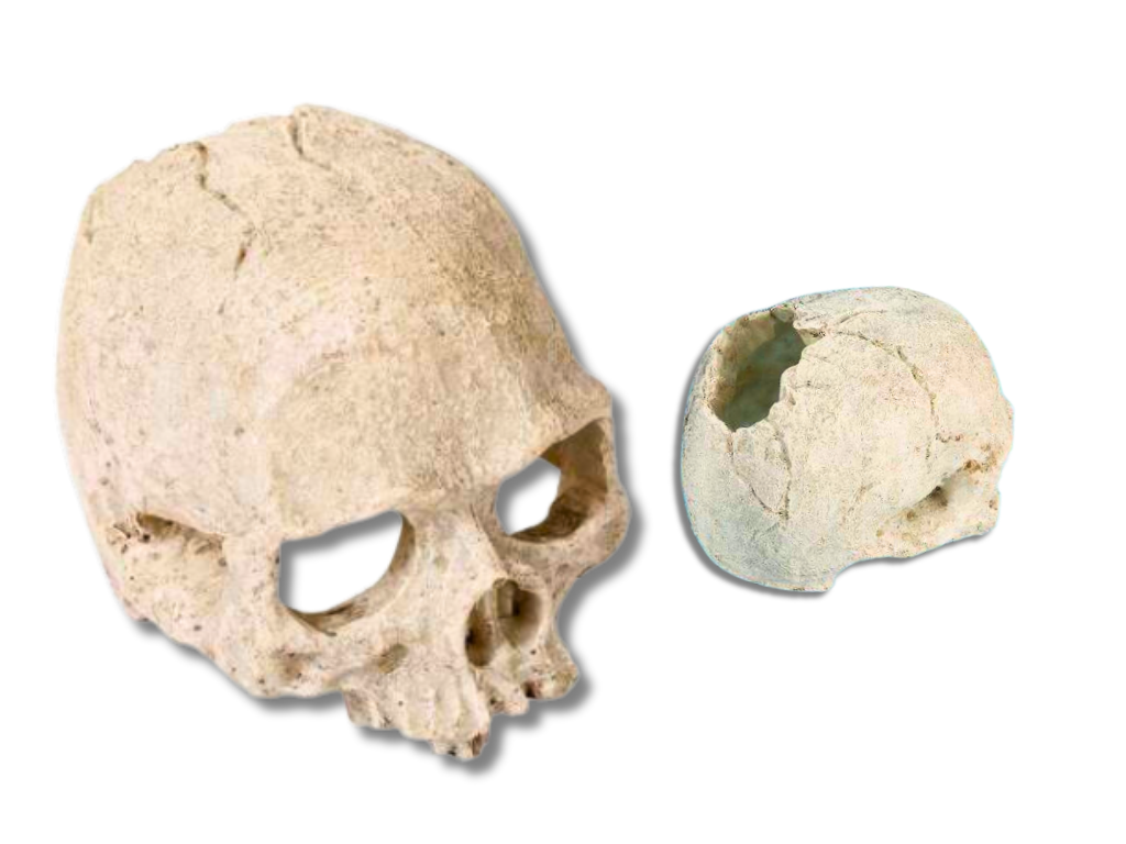 Cráneo refugio de decoración - ReptilHábitat