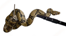 Cargar imagen en el visor de la galería, Manipulador de serpiente - ReptilHábitat
