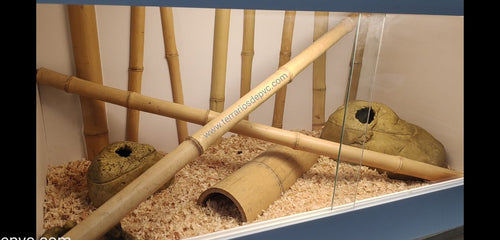 Caña de bambú (6748943614151)