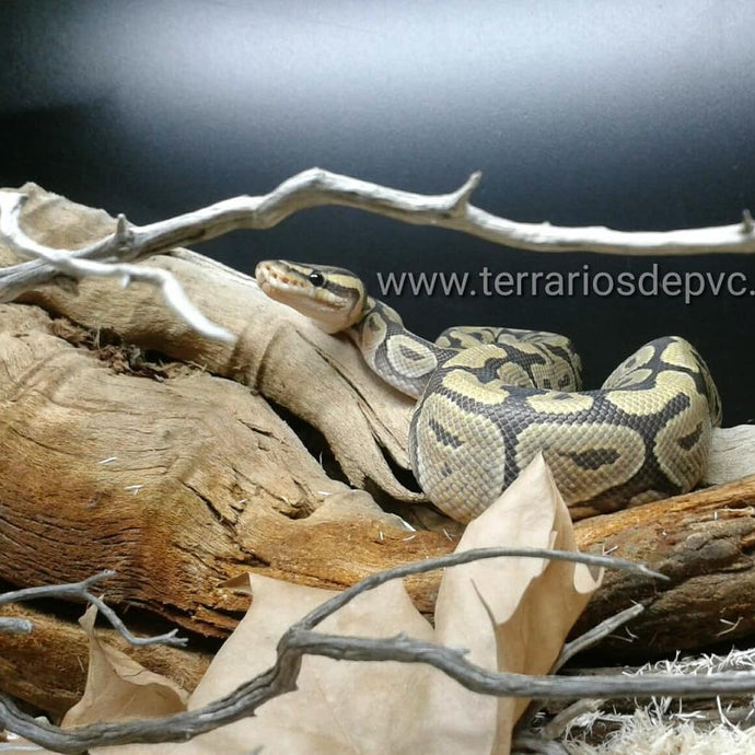 Kit Completo para Serpientes (6764962808007)
