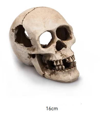Cráneo humano