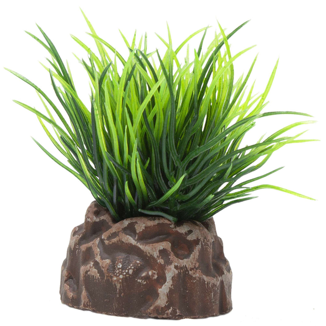 Planta - 10