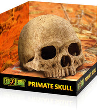 Cargar imagen en el visor de la galería, Cráneo de Primate Exo-Terra
